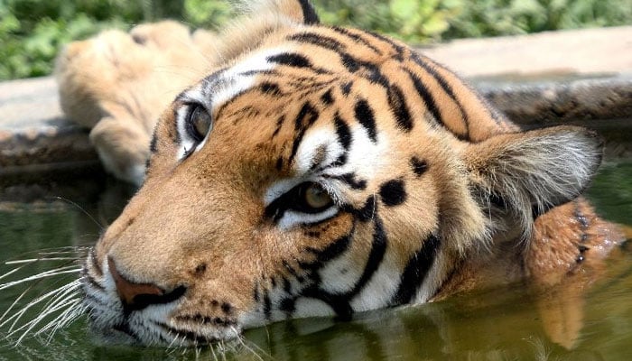 WWF Tigers Alive Initiative head Stuart Chapman said population increases in Bhutan, China, India, Nepal, and Russia were great news for other threatened species in their habitat. — AFP/file