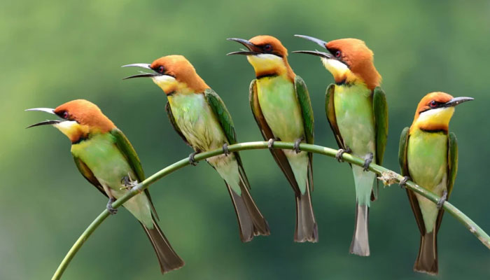 This representational image shows Chestnut-headed bee-eaters (wild birds). — APP/File