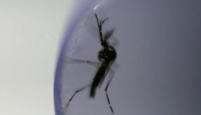 An aedes aegypti mosquito with the dengue-blocking Wolbachia bacteria is seen inside a laboratory tube before being released in Rio de Janeiro, Brazil, August 29, 2017. — Reuters