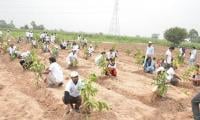 SAU launches 1 Million Tree Plantation Drive at Isra University