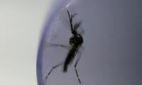 WHO certifies Egypt as malaria-free