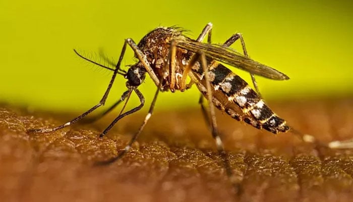 This representational image shows a mosquito biting a person. — APP/File