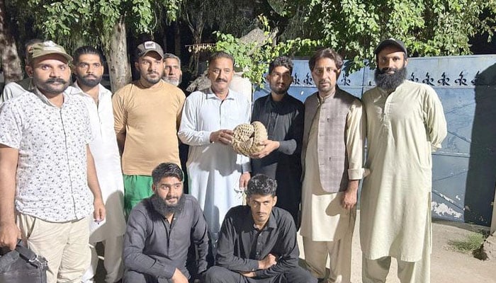 The image shows an endangered  pangolin rescued by IWMB’s raid team. — Facebook@IWMBMHNP/File