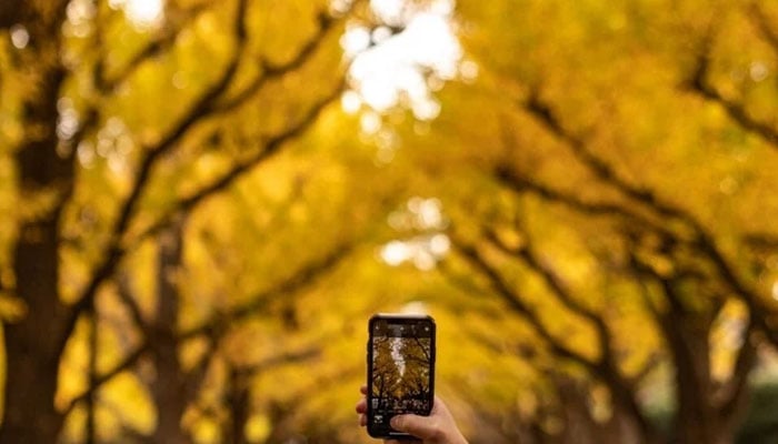 A photographer taking picture of ginko trees. —AFP/File