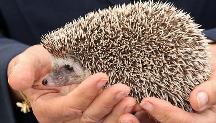 A representational image of person holding a hedgehog. — Reuters/File