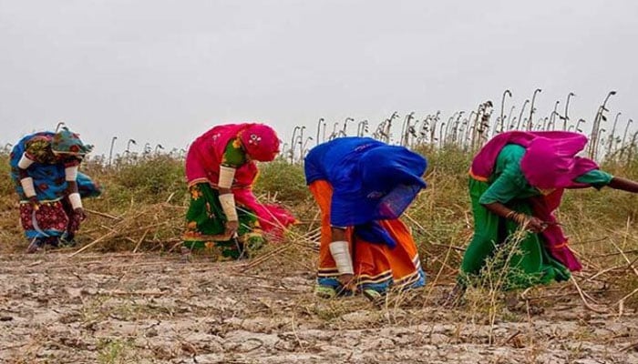 In this representational image, women are working in a field. — APP/File