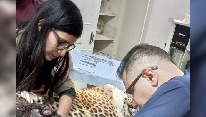 IWMB officials treat a male leopard rescues from the Azad Jammu and Kashmir region. — APP/File