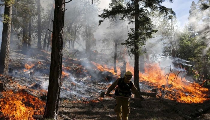 A representational image of fire in forest. — Reuters/File