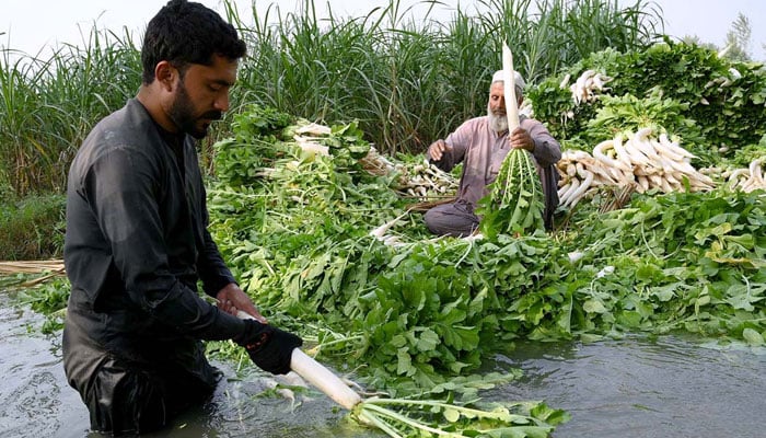 Representational image shows farmers washing radishes before transporting them to a vegetable market on November 1, 2024. — APP