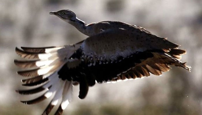 Migratory bird Houbara Bustard can be seen flying. — Facebook@Houbarabustardhunting/File