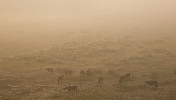 Cows and buffaloes graze on fields on the banks of the polluted Yamuna river on a smoggy morning in New Delhi, India on November 5, 2024. — Reuters