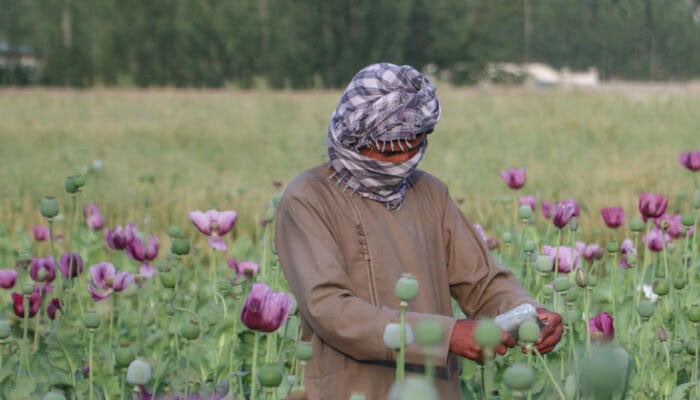 An Afghan farmer harvests opium sap from a poppy field in Badakhshan province.— AFP/File