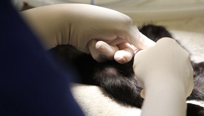 In this representational image, a vet examines a pet animal. — Unsplash/File