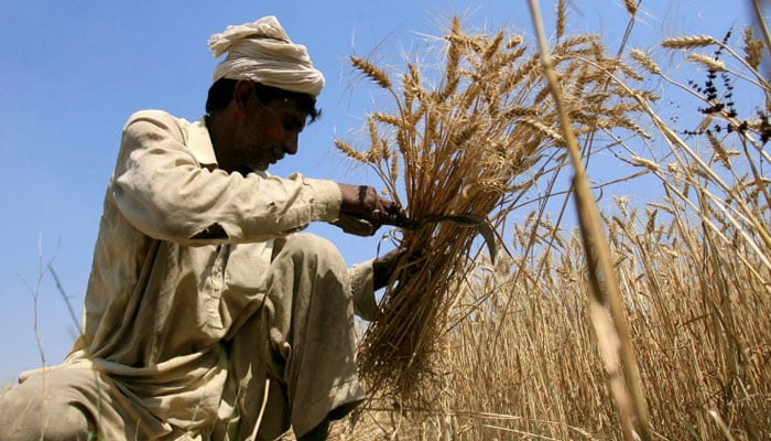 A farmer harvests wheat at a field in the outskirts of Lahore, in Punjab province, May 16, 2013. — Reuters