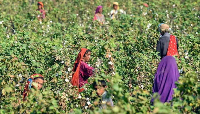 This picture shows labourers picking cotton in a field. — AFP/File