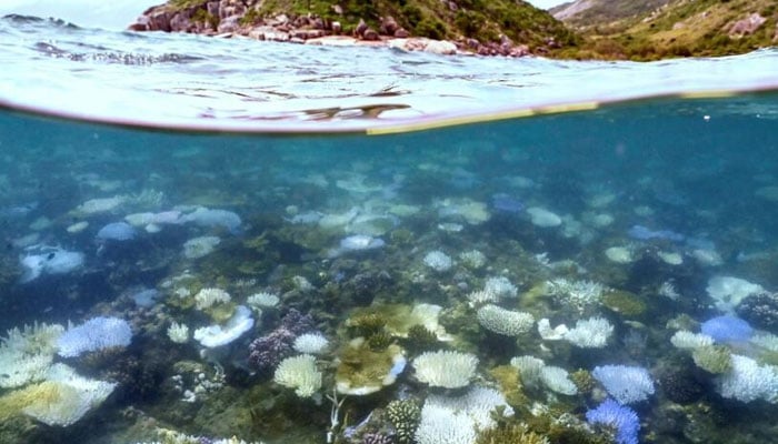 An underwater view in which warm-water species of coral can be seen. — AFP/File