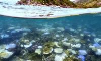 Nearly half of tropical coral species face extinction