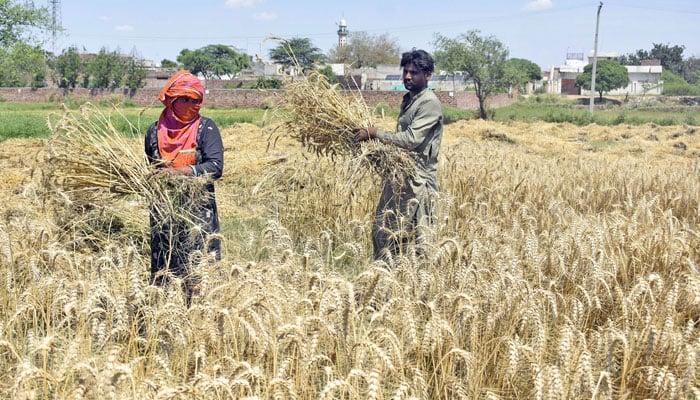 This representational image shows farmers family harvests wheat crops on April 24, 2024. — Online