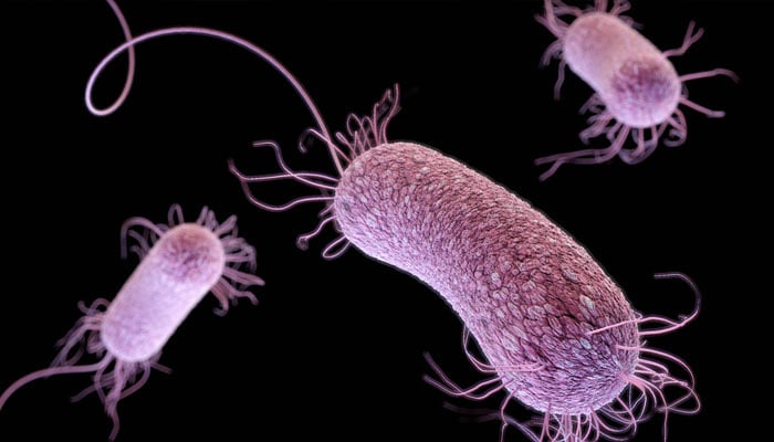 Potentially deadly multidrug-resistant strains of Pseudomonas aeruginosa seen through a microscope. — Reuters/file