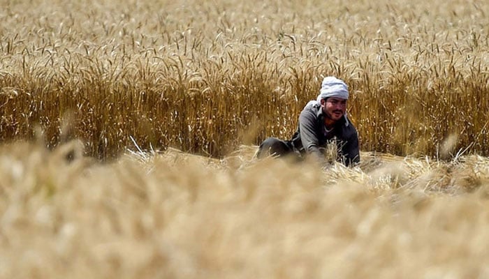 A farmer harvests wheat crops in a field. — AFP/File