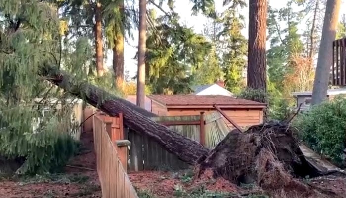 A tree is seen fallen over a house due to a powerful storm in Washington. — Screengrab via Reuters/file