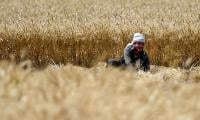 Punjab targets record wheat yield for food security