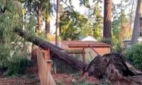 Storm batters US northwest, leaves 600,000 without power