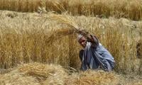 After AJK, Pak Army and GB also question imported wheat quality