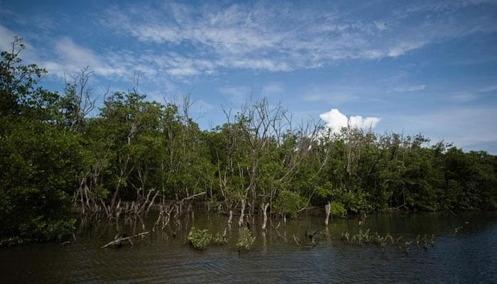 This photo shows a mangrove cover. — AFP/File