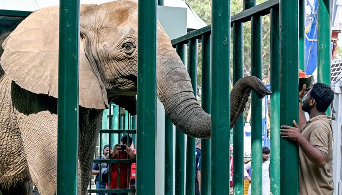 A caretaker feeds an elephant, Madhubala, after being relocated from the Karachi Zoological Garden to a safari park in Karachi on November 26, 2024. — AFP