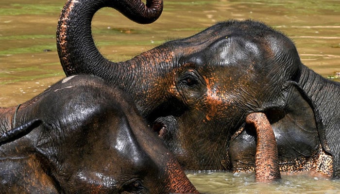 Elephants bathe in a pond at the Elephant Conservation Center in Laos Sainyabuli province. — AFP