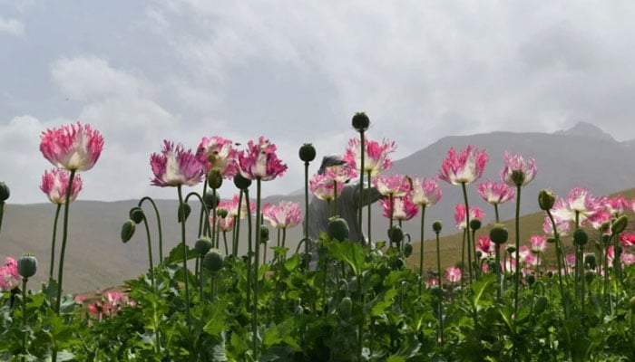 A view of a drug farm in Baghlan, Afghanistan, image taken on July 29, 2024.— AFP