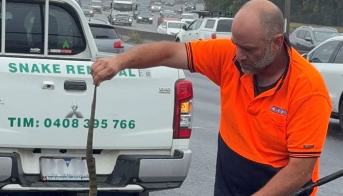 An Australian snake handler captures a deadly tiger snake found by a driver on her leg. —AFP/File