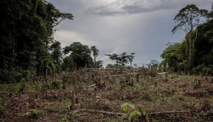 A general view of a deforested farm in Yanonge, 60 km from the town of Kisangani in Tshopo province, northeastern Democratic Republic of the Congo, 31 August 2022. —AFP