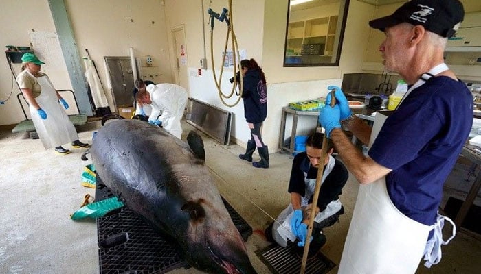 This handout picture taken on December 2, 2024 and released by the Department of Conservation shows Otakou Runaka representatives and scientists taking external measurements of a dead spade-toothed whale that washed ashore on New Zealands South Island earlier this year, in Otakou. — AFP