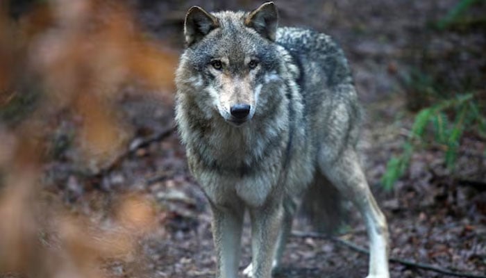 A wolf is seen in the wildlife Park Schorfheide near Gross Schoenebeck, Germany, March 12, 2019. — Reuters