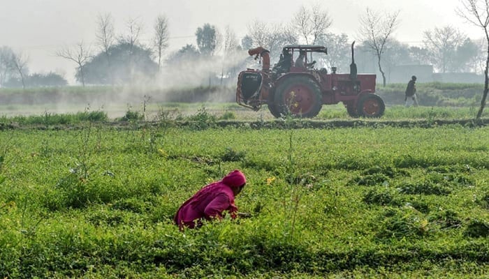 Agriculture Department officials on a tractor spray pesticides to kill locusts as a farmer works in a field in Pipli Pahar village in Punjab in this picture taken on February 23, 2020. — AFP