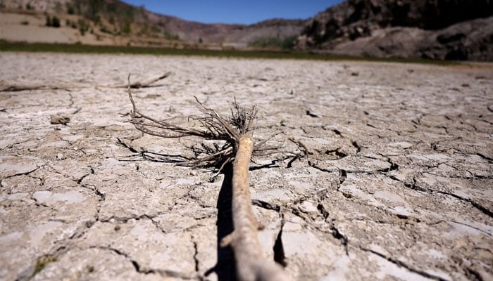 A tree lies on the cracked bed of the dried Cogoti reservoir, as water levels in the zone dropped to record lows, ahead of World Water Day at La Ligua area, in Coquimbo, Chile March 14, 2024. — Reuters