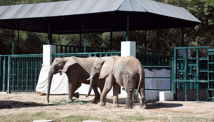 Elephants stand near covers around the dead body of elephant Sonia after it passed away at Safari Park in Karachi on December 8, 2024. — Online