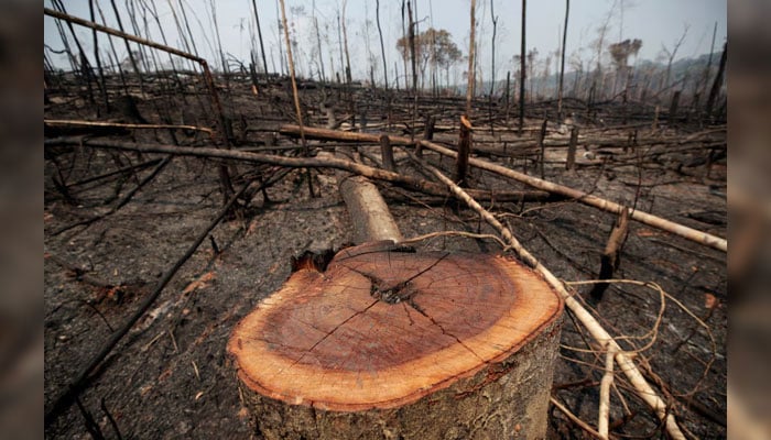 Trunks are seen on a tract in a forest. — Reuters/File