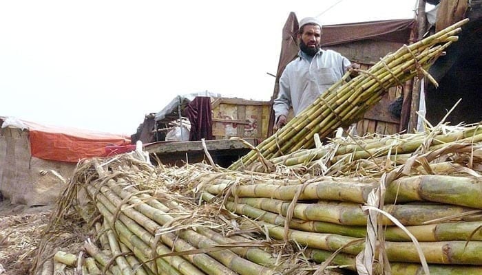 The undated photo shows a man arranging sugarcane stacks. — APP/File