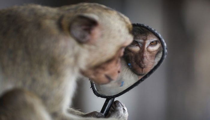 A long-tailed macaque looks into a motorbike’s side mirror. — Reuters/ File