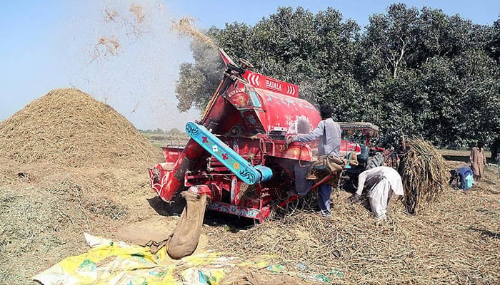 Farmers threshing rice crops in their fields with the help of a thresher. — APP/File