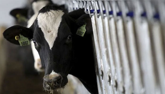 A cow is seen at a dairy farm. — Reuters/File