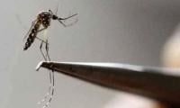 Dengue outbreak comes to its seasonal end ­