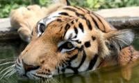 Tiger that escaped from farmhouse killed by guard