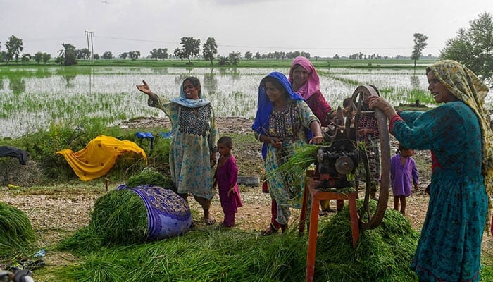 This representational image shows women chopping animal feed in Jacobabad, Sindh. — AFP/File