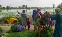 Women farmers drive nutritional gains with zinc-enriched wheat cultivation