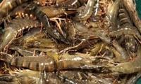 First-ever indigenous shrimp harvesting project completes