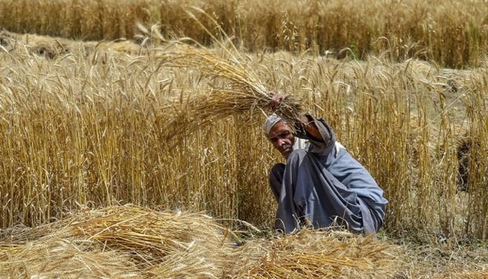 The representational image shows a farmer harvesting wheat crops in a field. — AFP/File